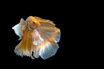 Yellow betta fish, Siamese fighting fish, betta splendens (Halfmoon betta, Pla-kad (biting fish) isolated on black background. File contains a clipping path.