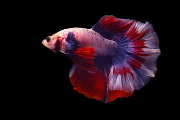 Multi-colored fighting fish, isolated on a black background.