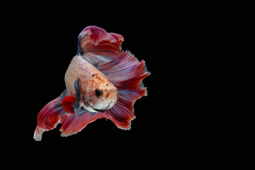 Multi-colored fighting fish, isolated on a black background.