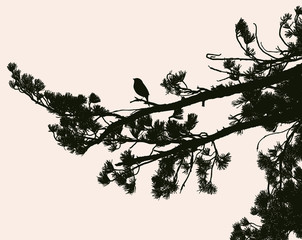 Vector image of solhouettes of pine branches