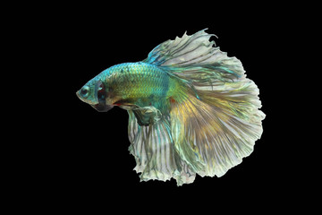 The blue-green fighting fish with golden reflections Isolated on a black background.File consists of the clipping path.