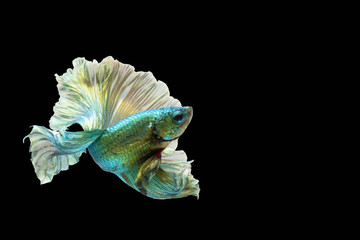 The blue-green fighting fish with golden reflections Isolated on a black background.File consists of the clipping path.