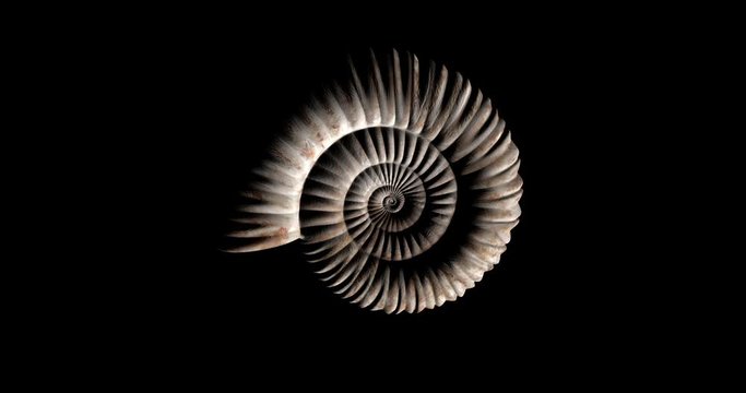 Animation of Prehistoric Fossil Ammonite Rotating - Loop