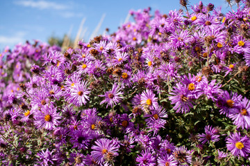 Purple New England asters with feather reed grass and a deep blue sky in the background.