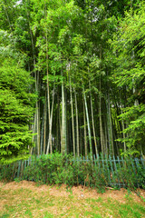 Fototapeta na wymiar Garden with bamboo forest and beautiful bushes and plants