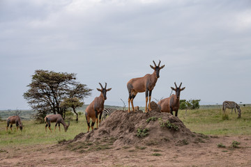 Naklejka na ściany i meble Three Topi antelopes standing on a termite mound