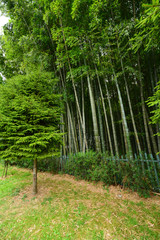 Garden with bamboo forest and beautiful bushes and plants