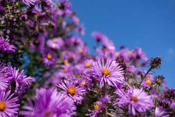 Closeup of New England aster flowers with a deep blue sky in the background.