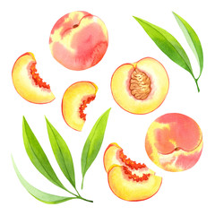 Isolated watercolor peaches