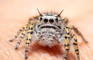 Female Phidippus mystaceus jumping spider sitting on a human finger
