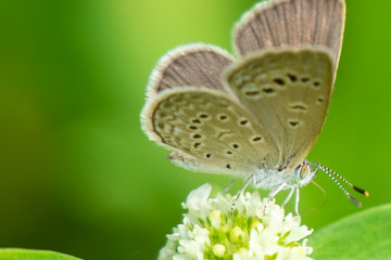 Butterfly on flower