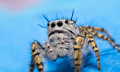 Beautiful female Phidippus mystaceus jumping spider against blue background