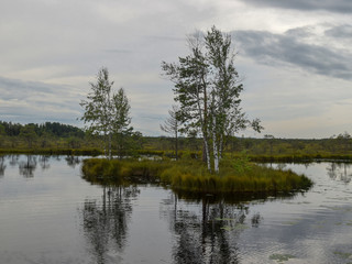 beautiful swamp lakes, swamp moss and grass, small swamp pines, beautiful cloud reflections in the water