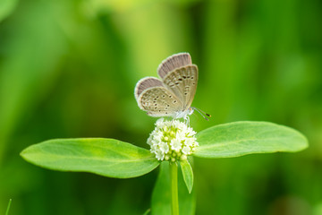 Butterfly on flower