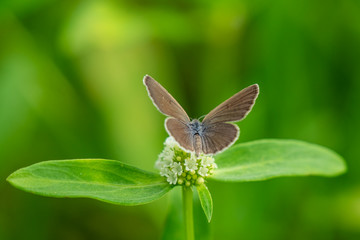 Butterfly on flower