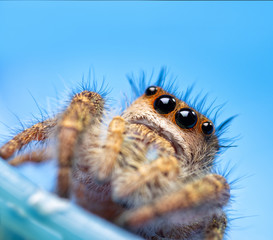 Naklejka na ściany i meble Adorable little female Phidippus princeps jumping spider looking up, on blue background