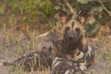 portrait of a african wild dog family 
