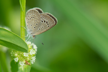 Butterfly on flower