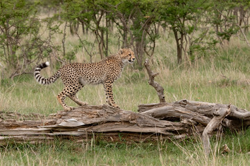 Fototapeta na wymiar cheetah standing on a log in the Masai Mara
