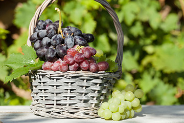 Colorful grapes