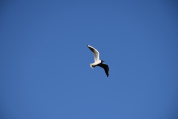 Mewa na błękitnym niebie