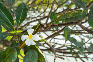 Plumeria flowers near the edge of the canal With the backdrop of the branches of the tree