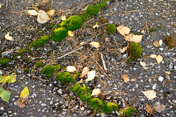  moss sprouts through the asphalt in the city