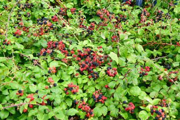 Blackberries on the bush black and red ripe, tasty food, healthy