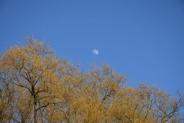Księżyc na tle złotych drzew
