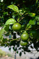 沖縄のシークヮーサーの実