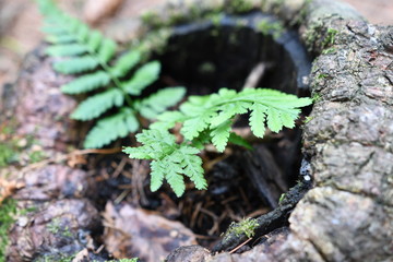 Paproć  © calibanx