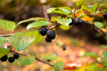  inedible berries in the autumn forest