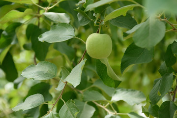 Fresh green Apple fruits - Malus pumila. It is called 