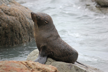 Fur seal chilling at the Pacific Ocean on the South Island of New Zealand