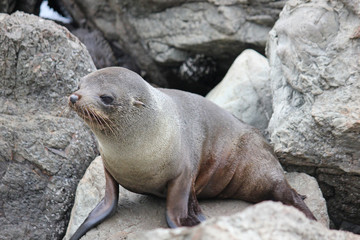 Fur seal chilling at the Pacific Ocean on the South Island of New Zealand