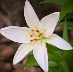 A Close Portrait of a White Lily Flower, Genus Lilium