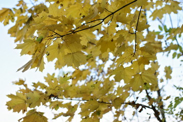 autumn leaves on blue sky