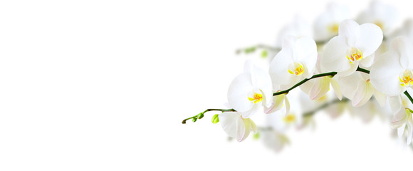 White orchid isolated on white
