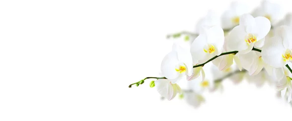 Foto op Aluminium Witte orchidee geïsoleerd op wit © Pakhnyushchyy