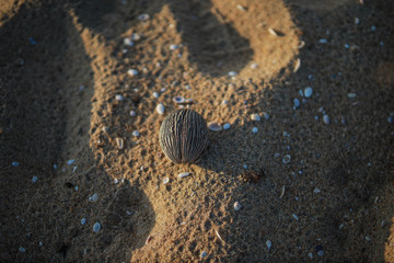seed on a seashore