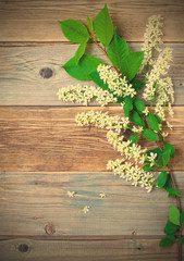 still life with branch of blossom bird cherry