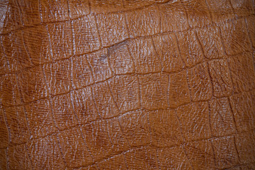 Fototapeta premium crocodile skin imitation