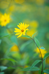 Yellow Flower