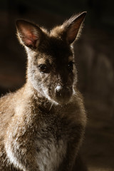 Fototapeta premium Kangaroo