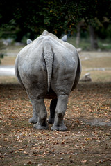 back view of a colossus, rhinoceros living in the zoo of Augsburg in Bavaria Germany © AnneGM