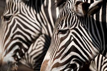portrait of a zebra,  another out of focus in the background