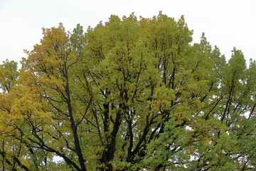 Obraz premium Picturesque deciduous tree with yellow foliage in the autumn park