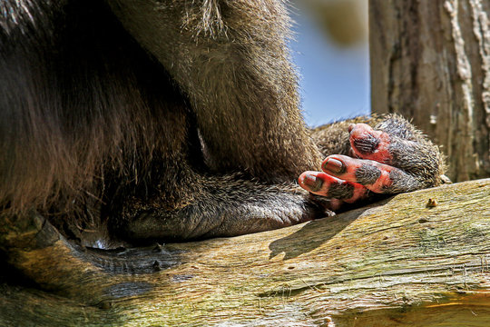 hand with fingernails of a monkey, mandrill, amazing resemblance to human fingernails