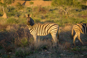 Zebra Etosha national park wildlife Afrika