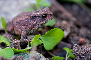 young toad in the garden  flowerbed